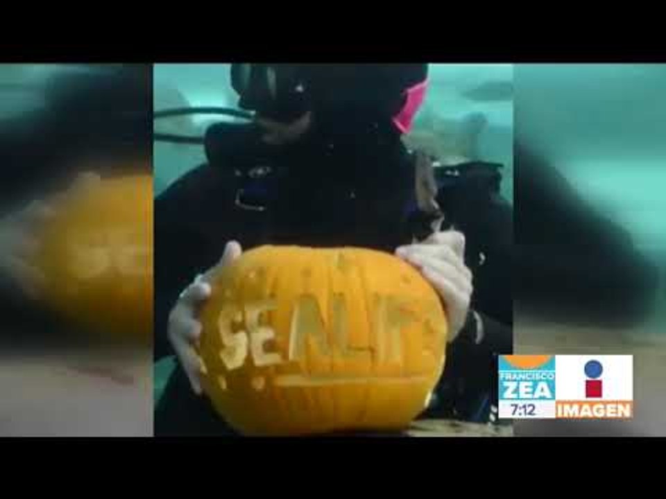 Buzos tallan calabaza de Halloween bajo el agua, rodeados de tiburones | Noticias con Zea