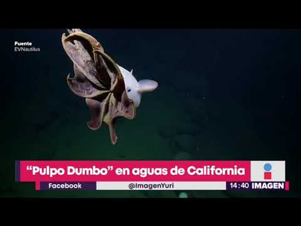 ¡El pulpo Dumbo! Encuentran pulpo que se parece al elefante Dumbo | Noticias con Yuriria