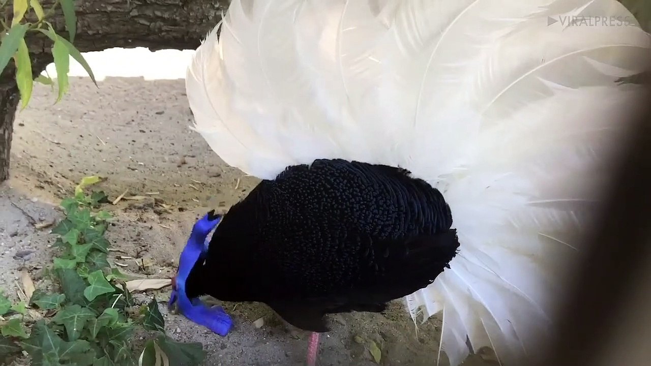 Bulwer's Pheasant Looking For Food
