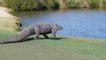 Golf : Aux États-Unis, cet alligator géant interrompt une partie de golf