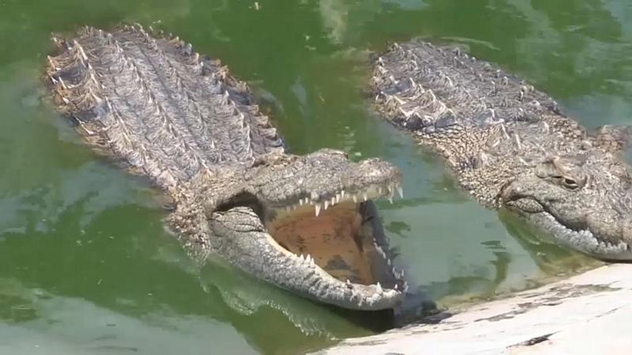 Farmmitarbeiter retten Krokodile vor Wirbelsturm Idai