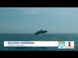 Inicia temporada de avistamiento de ballenas en Puerto Vallarta | Noticias con Francisco Zea