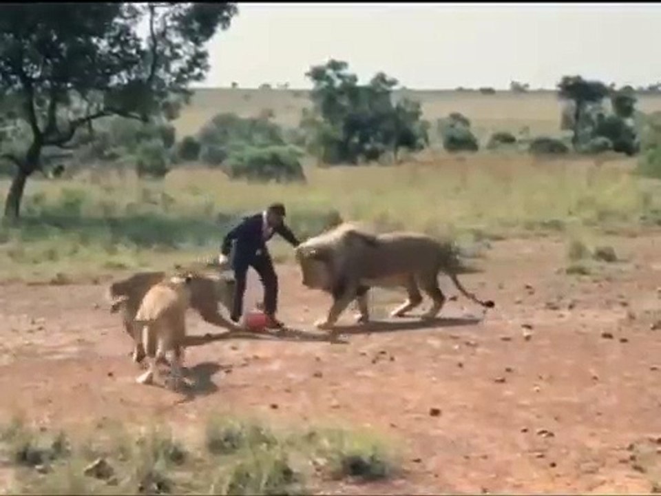 Incroyable mais vrai, cet Homme joue au football avec des Lions !