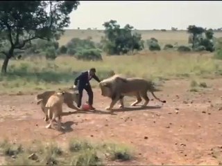Incroyable mais vrai, cet Homme joue au football avec des Lions !