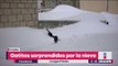 ¡Qué ternura! Estos gatitos fueron sorprendidos por la gran cantidad de nieve | Yuriria Sierra