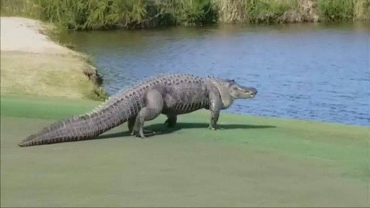 Crikey! Golfers left in awe by giant gator in Georgia