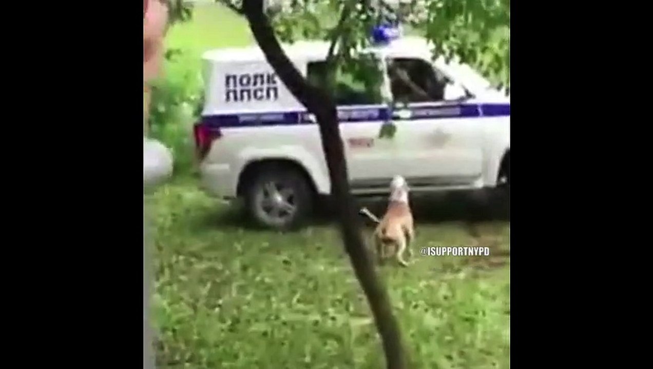 Top 10 Police Pursuit 2019