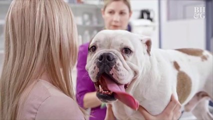This Is the Real Reason Why Your Dog Eats Poop (and How to Stop It!)