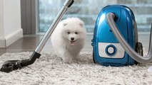 How to Keep Your Spring Cleaning Pet Safe
