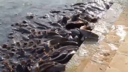 Des poissons-chats réclament à manger - Inde