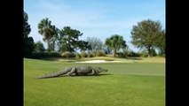 Very Large Gator On The 17th Green -  Savannah, GA Golf Course