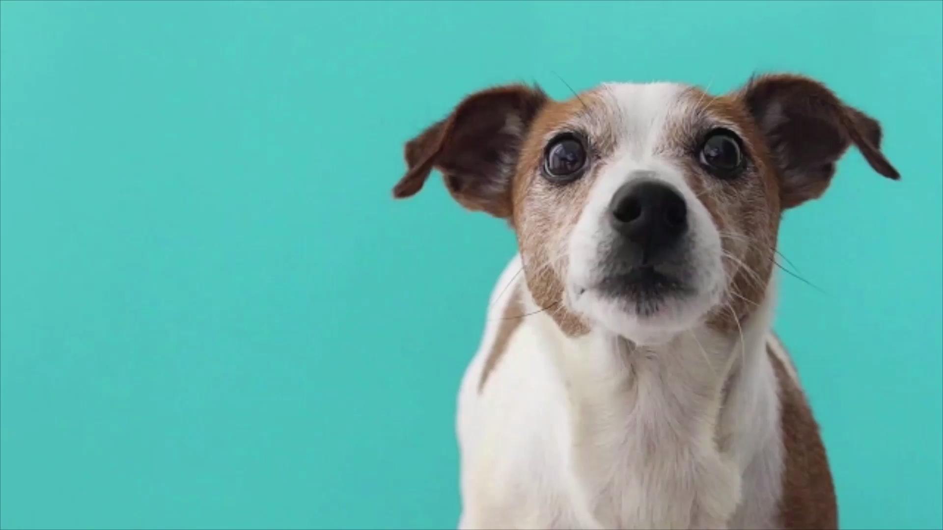⁣How to Help Anxious Pets Learn to Stay Home Alone