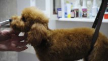 Amay: le salon canin a obtenu de nombreuses récompenses