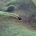Un plongeur australien filme un impressionnant ver sous-marin - Spoon Worm
