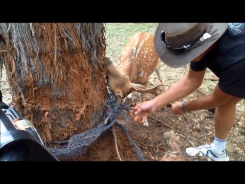 Ce cerf s'est coincé les bois dans une corde