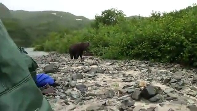 Un Grizzly énorme se met à courir vers ces touristes