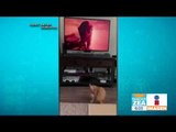Así se asustó un gatito al ver un tigre en la televisión | Noticias con Francisco Zea