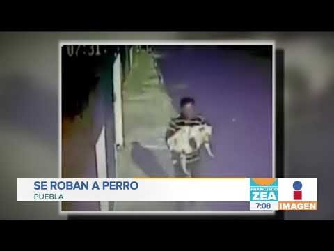 ¡Ni las mascotas se salvan! Se roban a perro en Puebla | Noticias con Francisco Zea