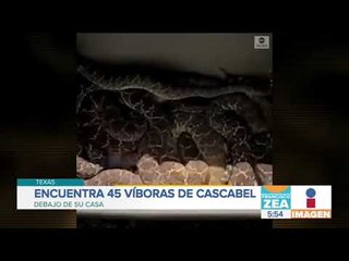 Скачать видео: Encuentran 45 serpientes de cascabel debajo de una casa | Noticias con Francisco Zea