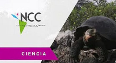 Download Video: Criadero de tortugas gigantes en Galápagos