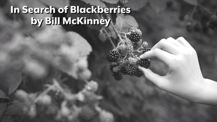 Stories Of The South: In Search of Blackberries