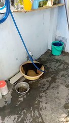 Little puppy play with ball & water