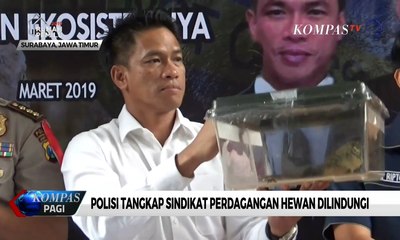 40 Komodo Diselundupkan ke Luar Negeri, 1 Ekor Dijual Rp 500 Juta