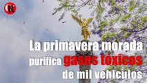La primavera morada purifica gases tóxicos de mil vehículos
