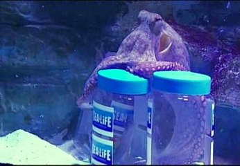 El pulpo Iker vaticina la victoria del Barcelona en el clásico