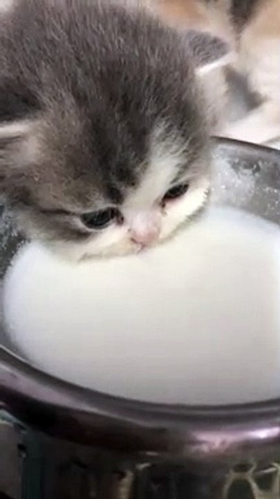 The milk tastes delicious