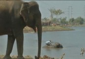 Las inundaciones en Tailandia ponen en peligro la supervivencia de los elefantes