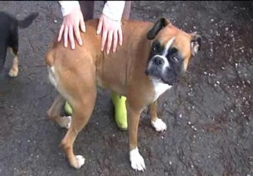 Encuentran en Galicia perros usados en peleas