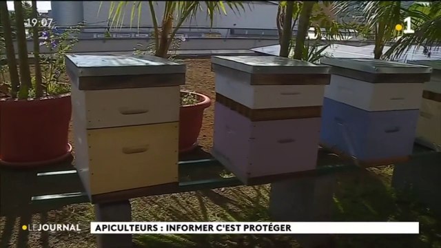Pulvérisations anti dengue : les apiculteurs inquiets