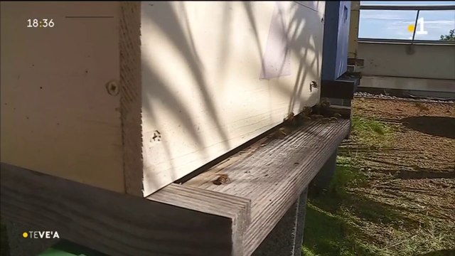 TH : Pulvérisations anti dengue : les apiculteurs inquiets