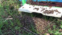 Bursa'da toplu arı ölümleri korkuttu...250 kovan arıdan geriye 140 kovan kaldı