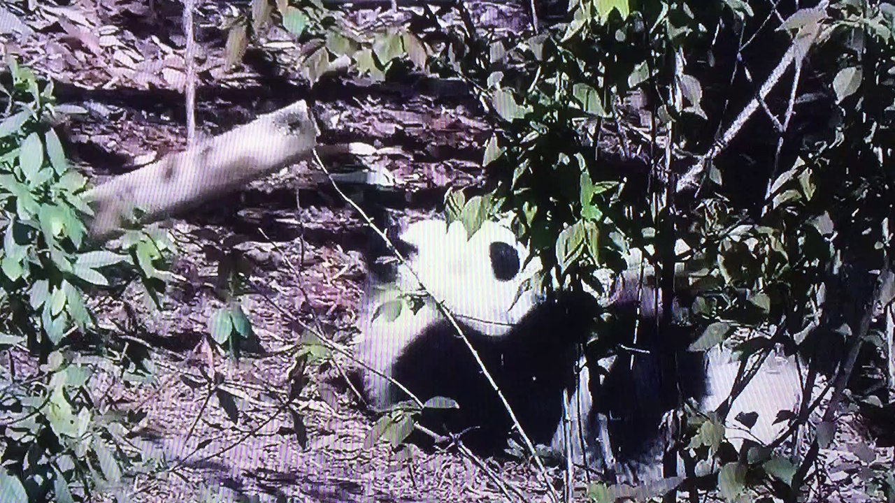 Panda loves Swing and daily life