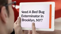 OCP Bed Bug Exterminator in Brooklyn, NY | 347-652-1551