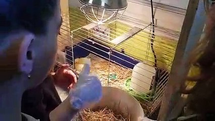 Collège Messmer à Sarrebourg : cinq poussins sont nés !