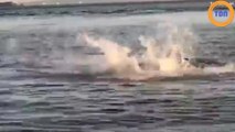 Un lion de mer assomme un requin en le projetant hors de l’eau !