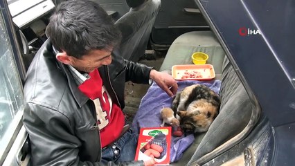 Doğum Yapan Sokak Kedisine Vatandaşlar Sahip Çıktı