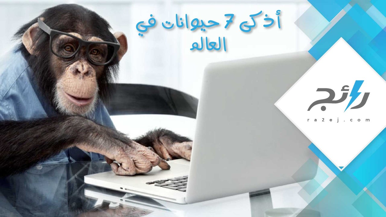 أذكي 7 حيوانات في العالم