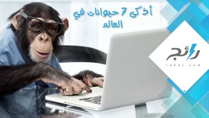 أذكي 7 حيوانات في العالم