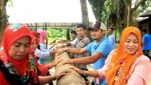 Traditional sugar production in Indonesia uses tree trunks to grind the cane