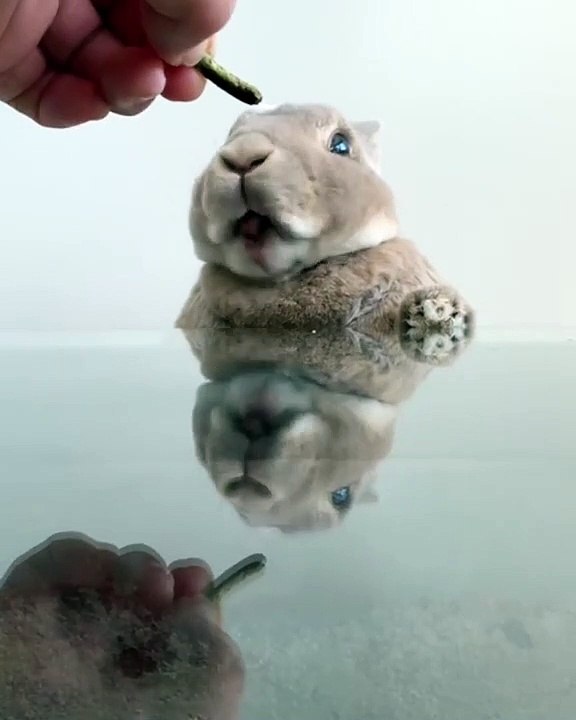 Un bébé lapin tout mignon réclame son petit déjeuner. A mourir de rire !