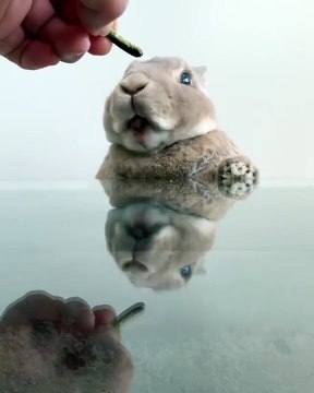 Un bébé lapin tout mignon réclame son petit déjeuner. A mourir de rire !