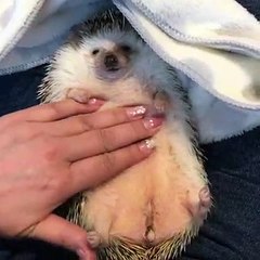 Cet hérisson aime beaucoup se faire masser le ventre. Regardez sa réaction !