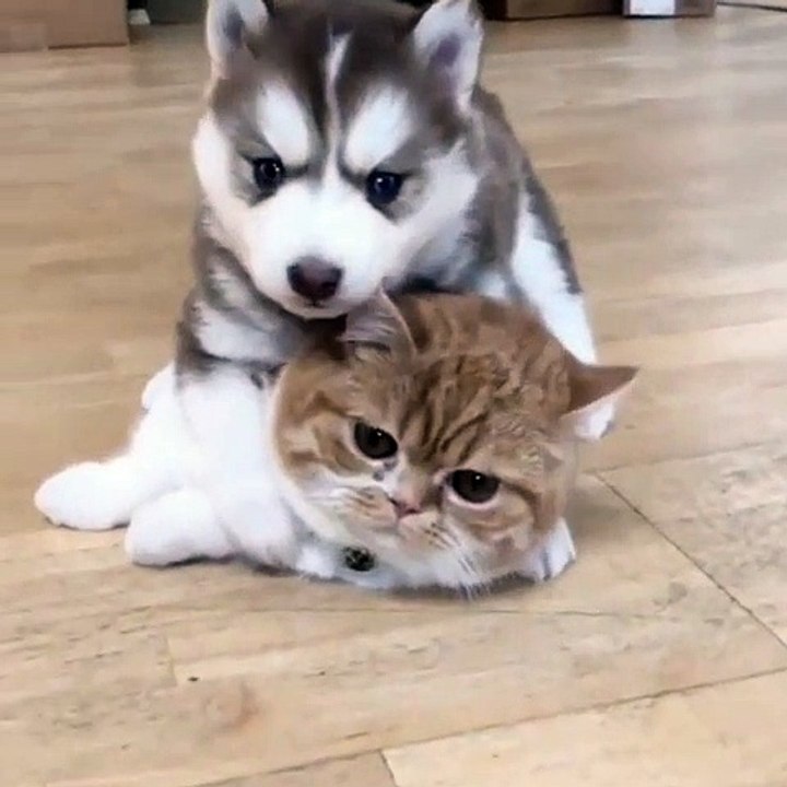 Quand un chiot et un chaton se câlinent. Trop adorable !