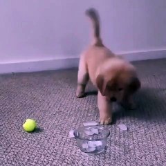 Regardez ce que fait ce chien quand on lui donne pas à manger. Hilarant !