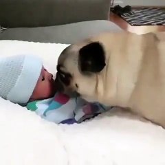 Un bébé fait connaissance avec le chien de la famille. Moment émouvant !