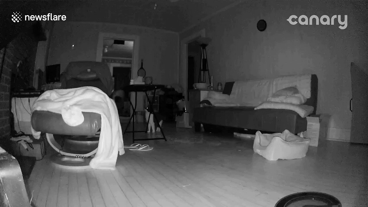 'Teleporting cat VANISHES' in strange video clip